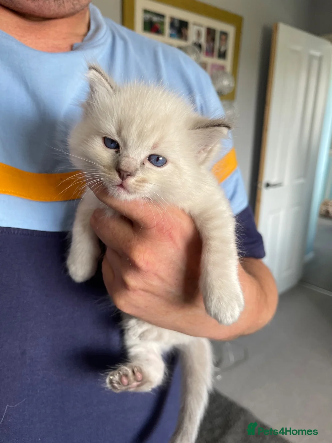 Ragdoll cats for sale: 🐾 GCCF Ragdoll Kittens🐾 - Advert 13