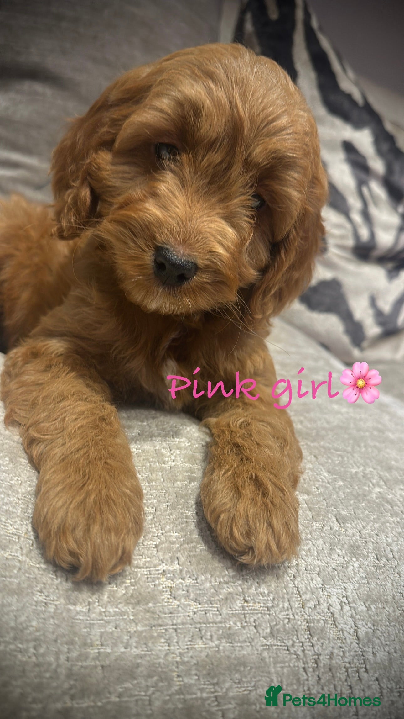 Cockapoo dogs 🐾Adorable toy cockapoos ready now 🐾 - Advert 4