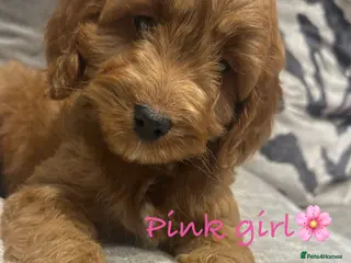 Cockapoo dogs 🐾Adorable toy cockapoos ready now 🐾 - Advert 4