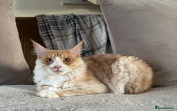 Maine Coon cats for sale: Stunning cream/white Maine coon boy  - Image 8