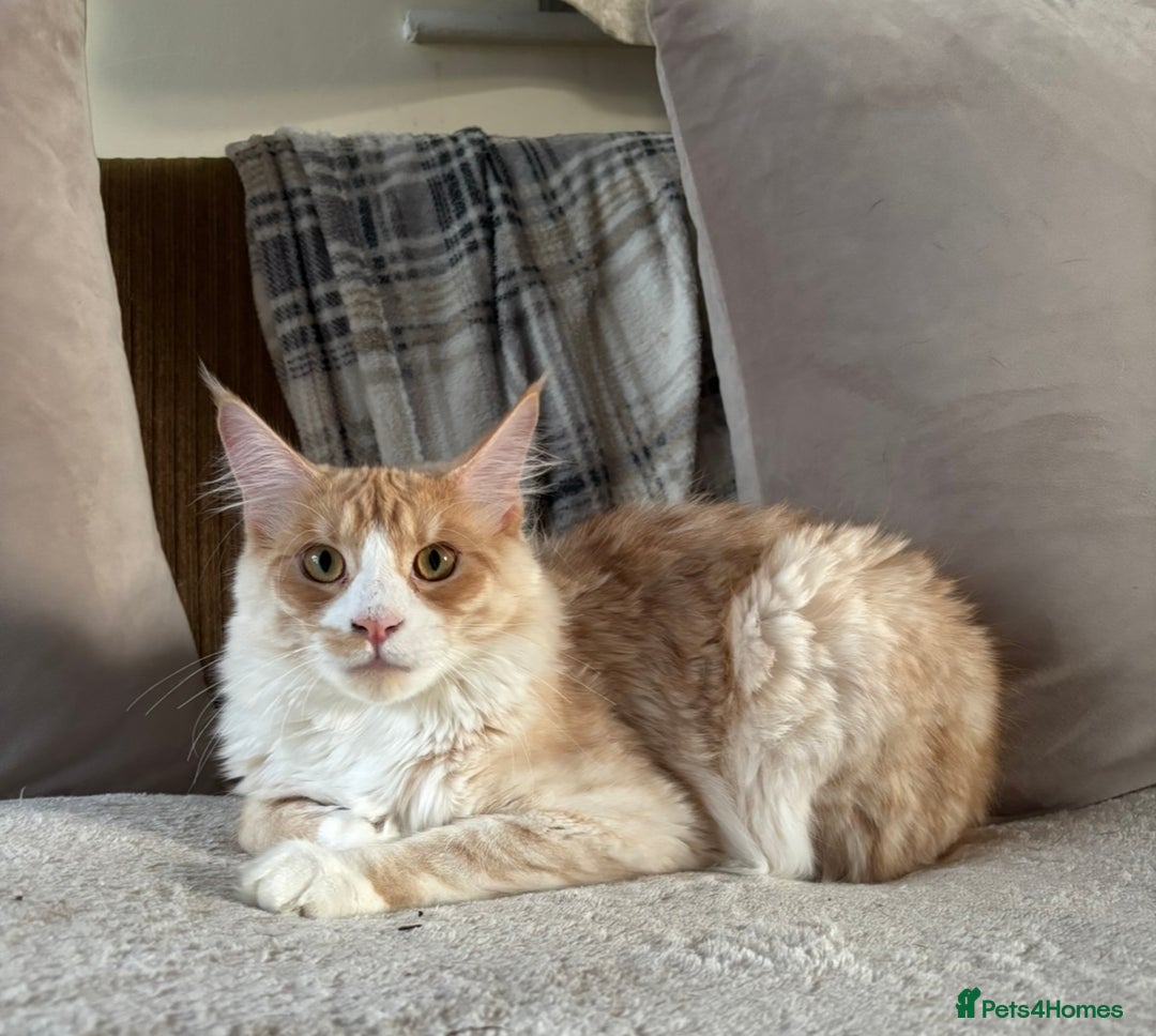 Maine Coon cats for sale: Stunning cream/white Maine coon boy  - Image 8