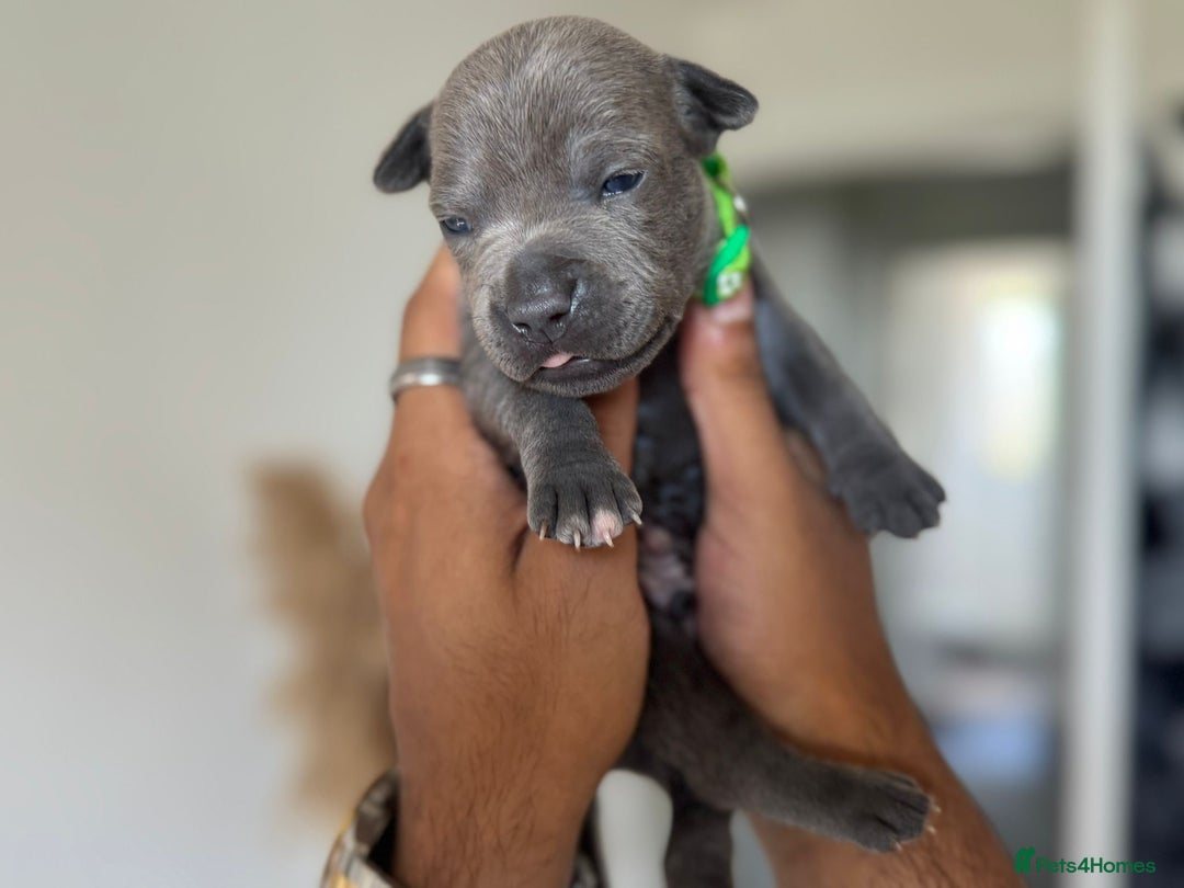 Staffordshire Bull Terrier dogs for sale: 😍😍 BEAUTIFUL & CHUNKY BLUES💙 - Image 23