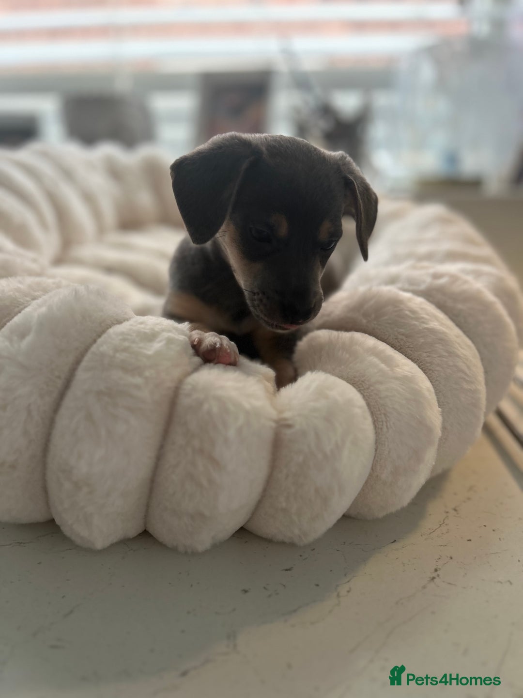 Jack Russell dogs for sale: READY NOW - QUALITY BLUE JR MINIATURE GIRL - Image 15