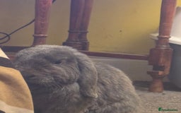 Mini Lop rabbits for sale: Male mini lop bunny  - Image 3