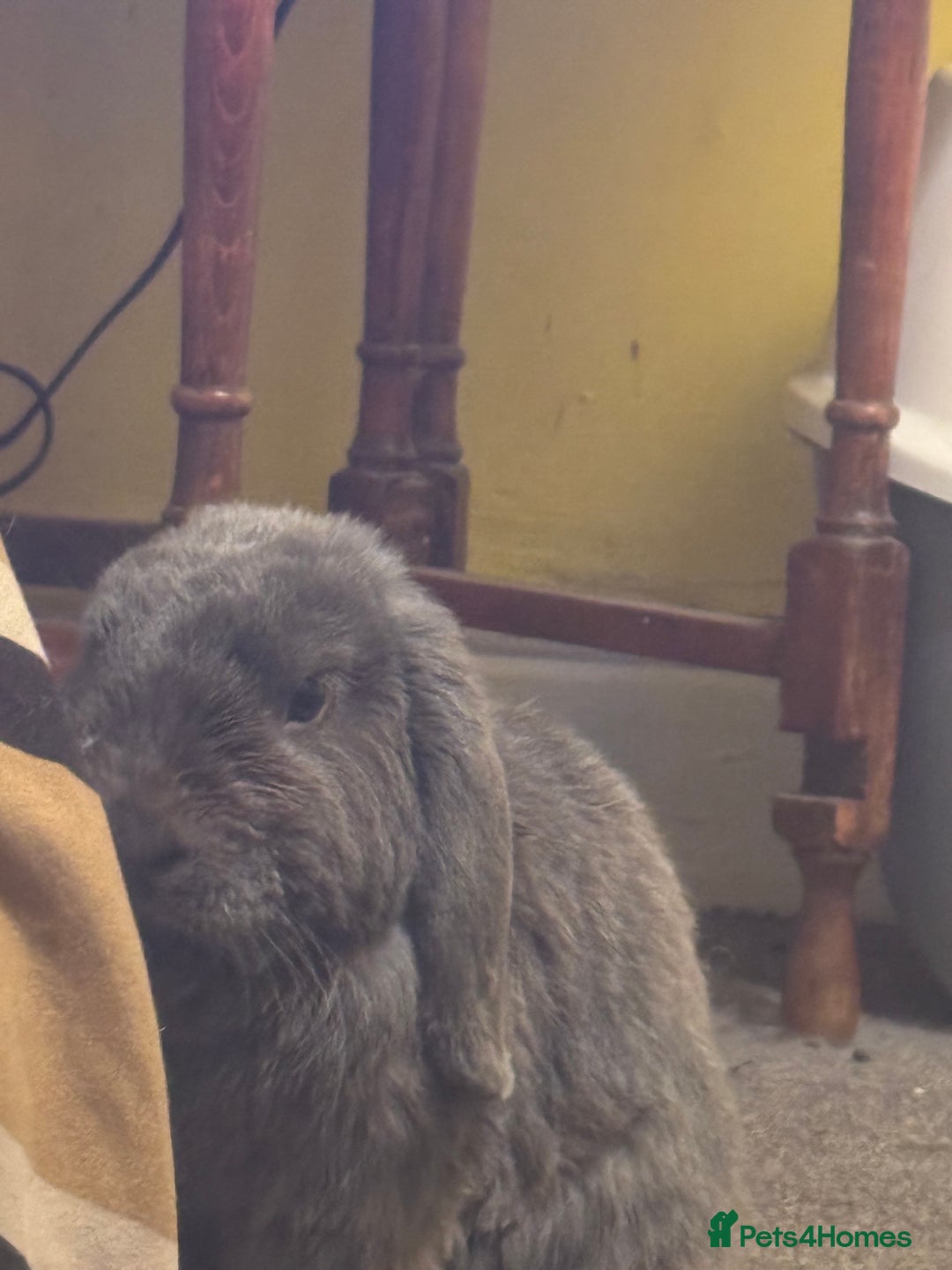 Mini Lop rabbits for sale: Male mini lop bunny  - Image 3