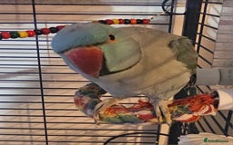 Ringnecks birds for sale: Blue Indian Ringneck Male - Image 4