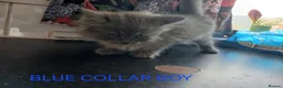 Ragdoll cats for sale: Rare Pattern Ragdoll-Super cudly teddybear kittens - Advert 39