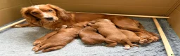 Cocker Spaniel dogs for sale: KC Reg Working Cocker Spaniel Puppies – Ready Soon - Advert 12