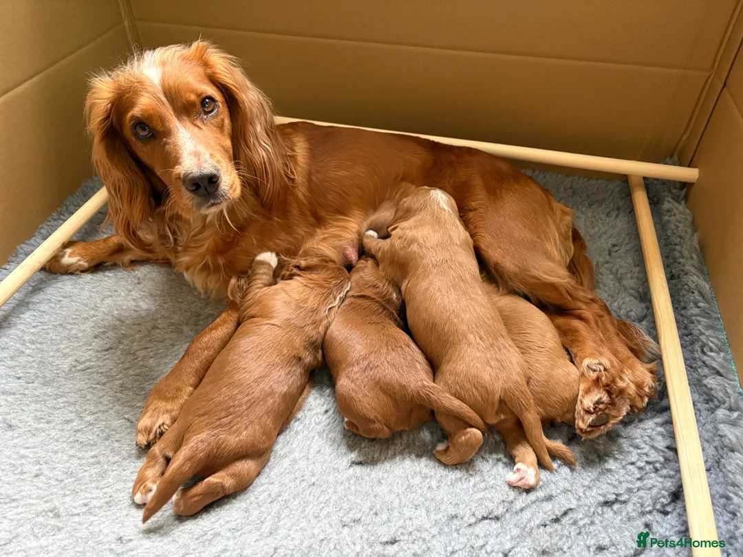 Cocker Spaniel dogs for sale: KC Reg Working Cocker Spaniel Puppies – Ready Soon - Advert 12