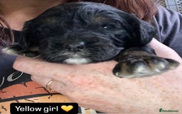 Cavapoo dogs for sale: Beautiful F1 cavapoos phantom 3 girls left 💜💖❤️ - Image 33