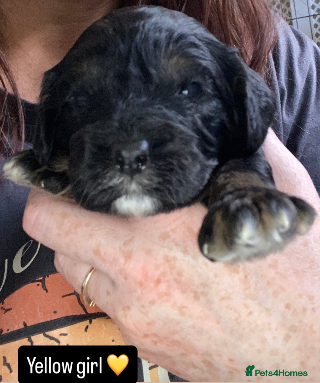 Cavapoo dogs for sale: Beautiful F1 cavapoos phantom 3 girls left 💜💖❤️ - Image 33