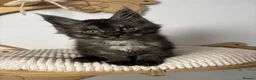 Maine Coon cats for sale: 3 Beautiful active Maine Coon Kitten’s - Advert 8