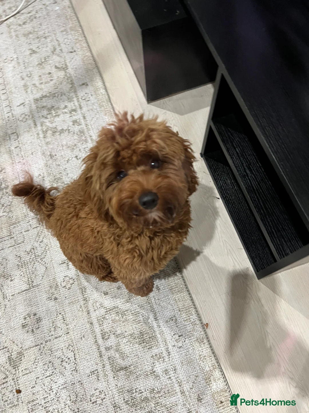 Cavapoo dogs for sale: F1 B Cavapoo - 10 Months  - Advert 3