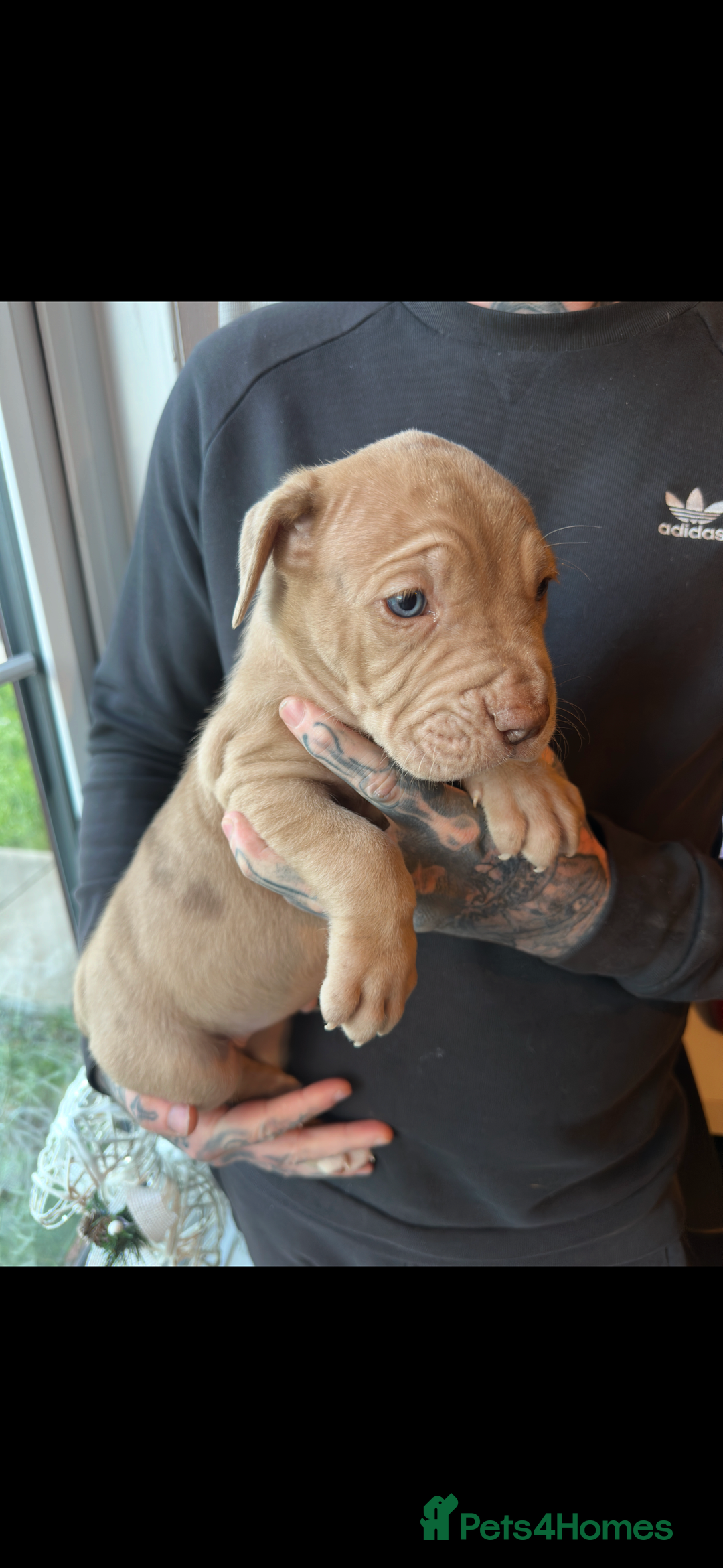 Mixed Breed dogs for sale: Presa X Neo puppies - Advert 7