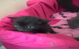 British Shorthair cats for sale: Black british shorthair kittens - Image 5