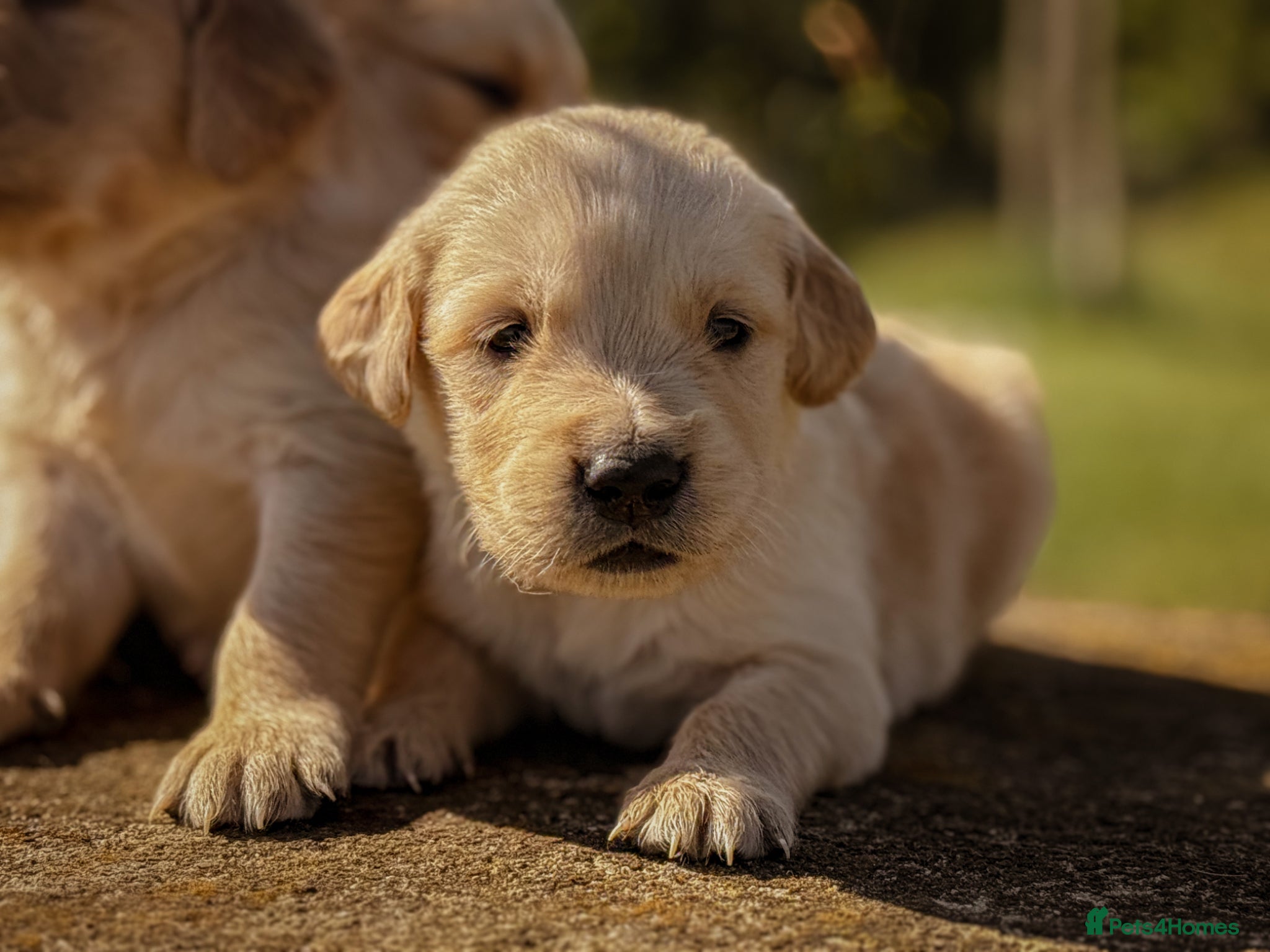 Golden Retriever dogs Traditional Dark Golden Retriever Puppy’s KC Reg - Advert 2