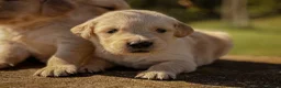 Golden Retriever dogs for sale: Traditional Dark Golden Retriever Puppy’s KC Reg - Advert 19
