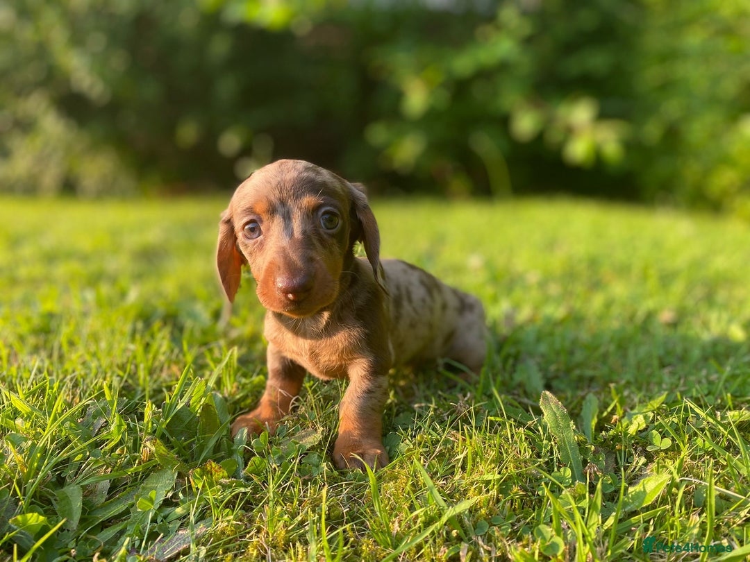 Miniature Dachshund dogs for sale: 3 x KC Chocolate Dapple girls - Image 2