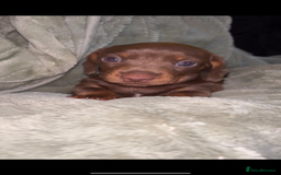 Dachshund dogs for sale: Miniature dachshund - Image 1