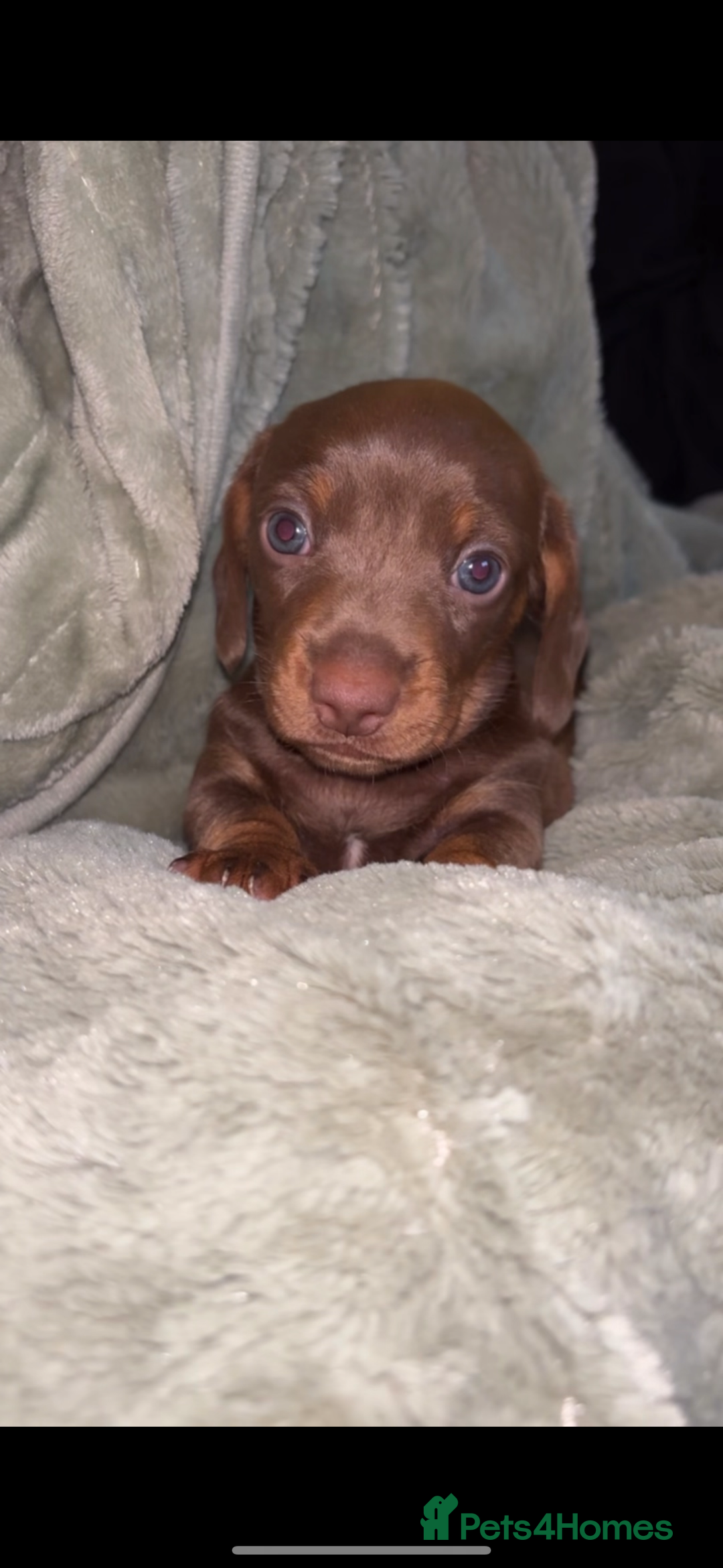 Dachshund dogs for sale: Miniature dachshund - Image 1