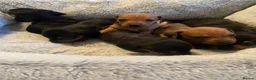 Dachshund dogs for sale: Miniature dashund  - Advert 2