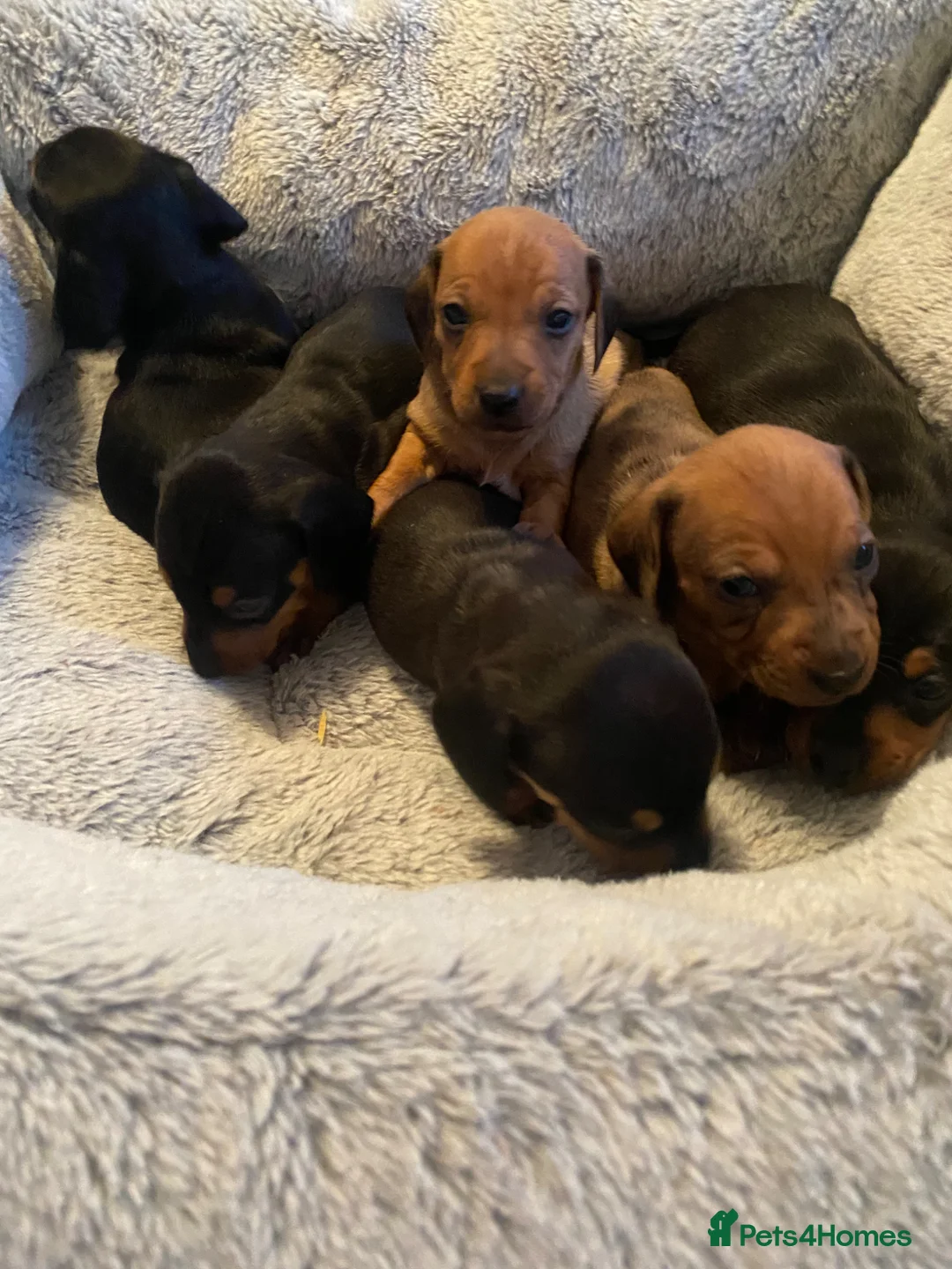 Dachshund dogs for sale: Miniature dashund  - Advert 2