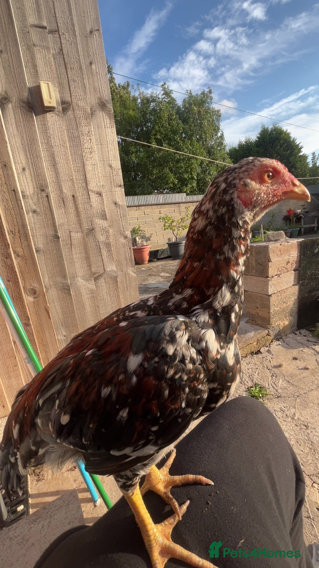 Chickens poultry Various chickens available  - Advert 2