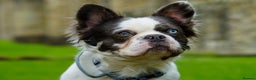 French Bulldog dogs for stud: fluffy French bulldog for stud in Stanley - Advert 4