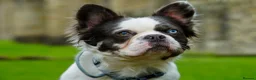 French Bulldog dogs for stud: fluffy French bulldog for stud in Stanley - Advert 4