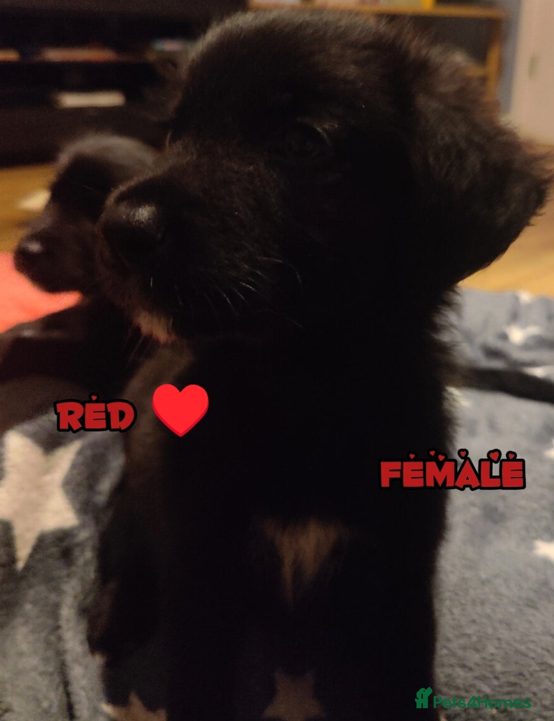 Mixed Breed dogs for sale: Portuguese water dog x Golden retriever puppies  - Image 7