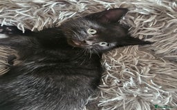 Mixed Breed cats for sale: 3 playful kittens  - Image 25