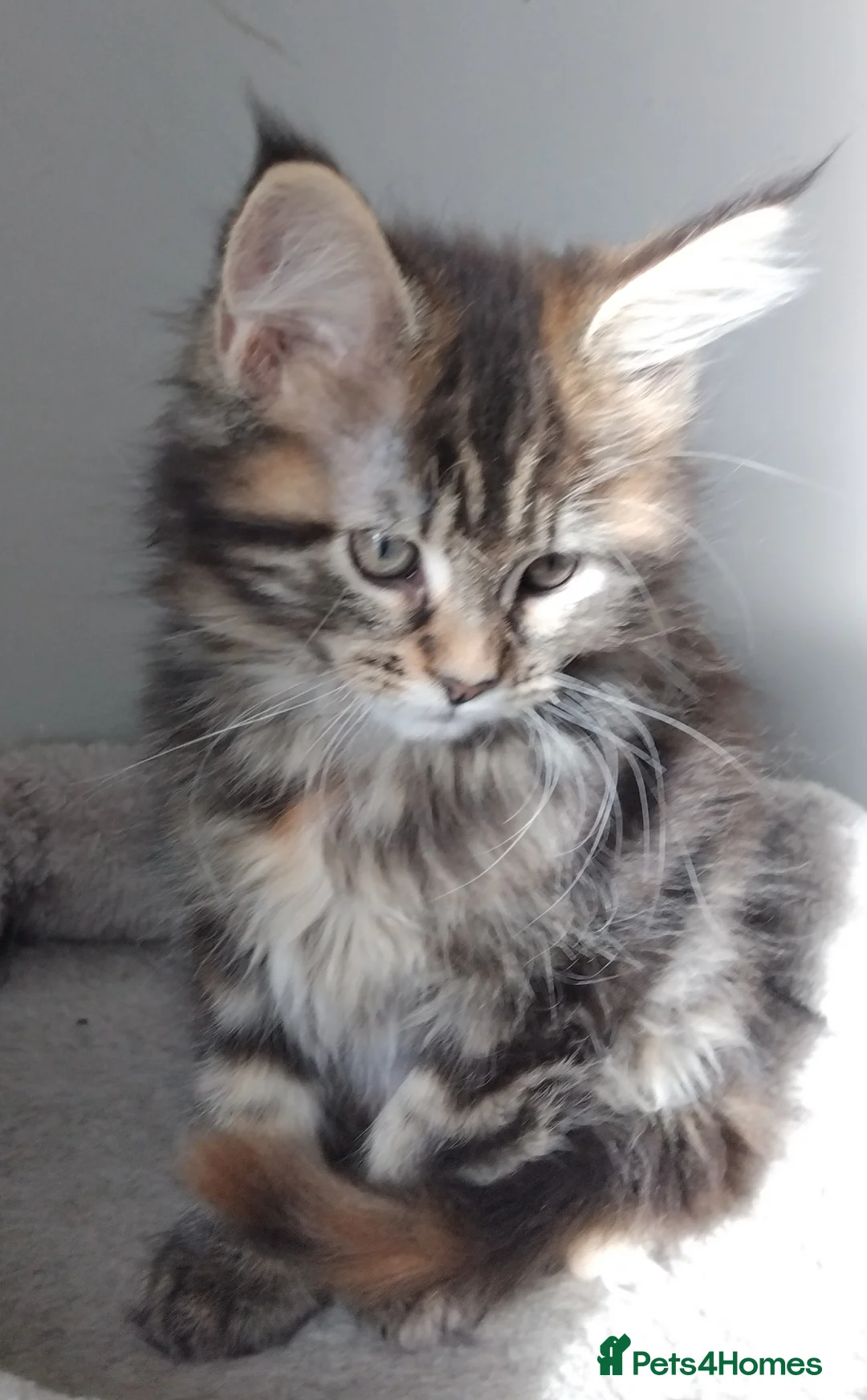 Maine Coon cats for sale: Maine coons kittens GCCF registed - Advert 5