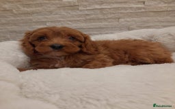 Cavapoo dogs for sale: Beautiful Cavapoos  - Image 5