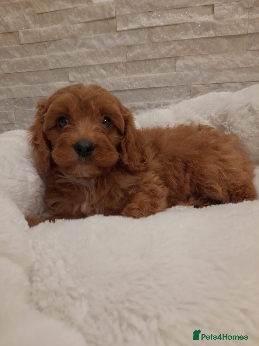 Cavapoo dogs for sale: Beautiful Cavapoos  - Image 5