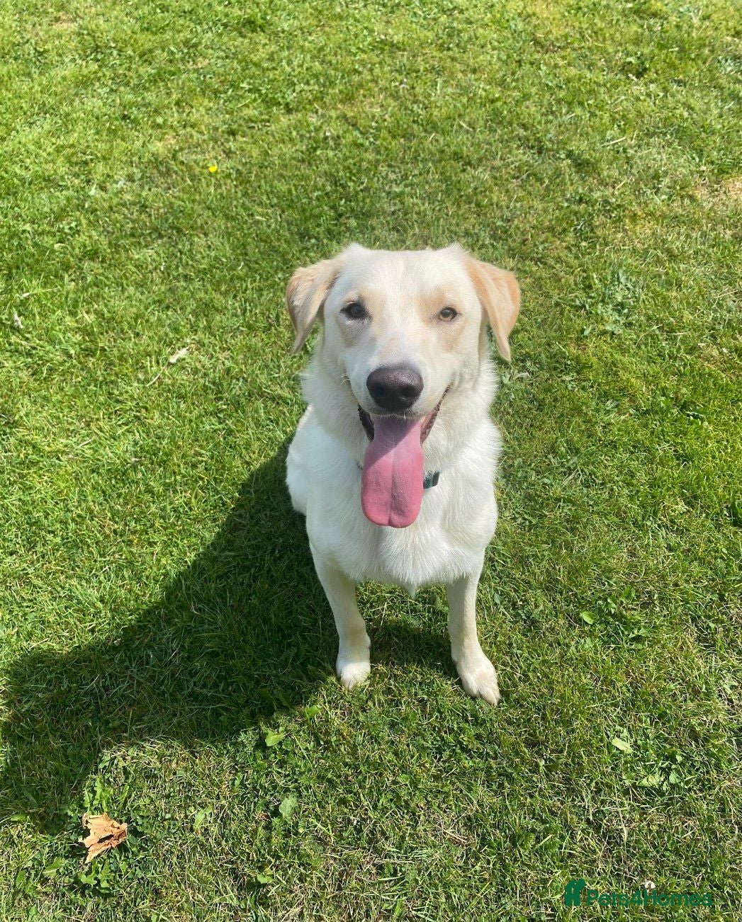 Borador dogs Bernie - Lab X Collie  - Advert 2
