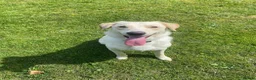 Borador dogs for sale: Bernie - Lab X Collie  - Advert 1