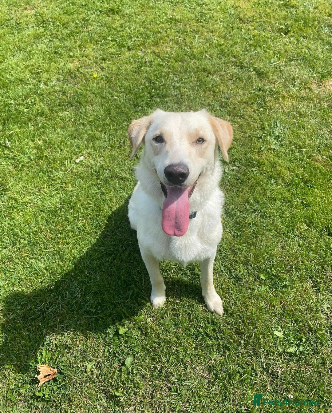 Borador dogs for sale: Bernie - Lab X Collie  - Advert 1