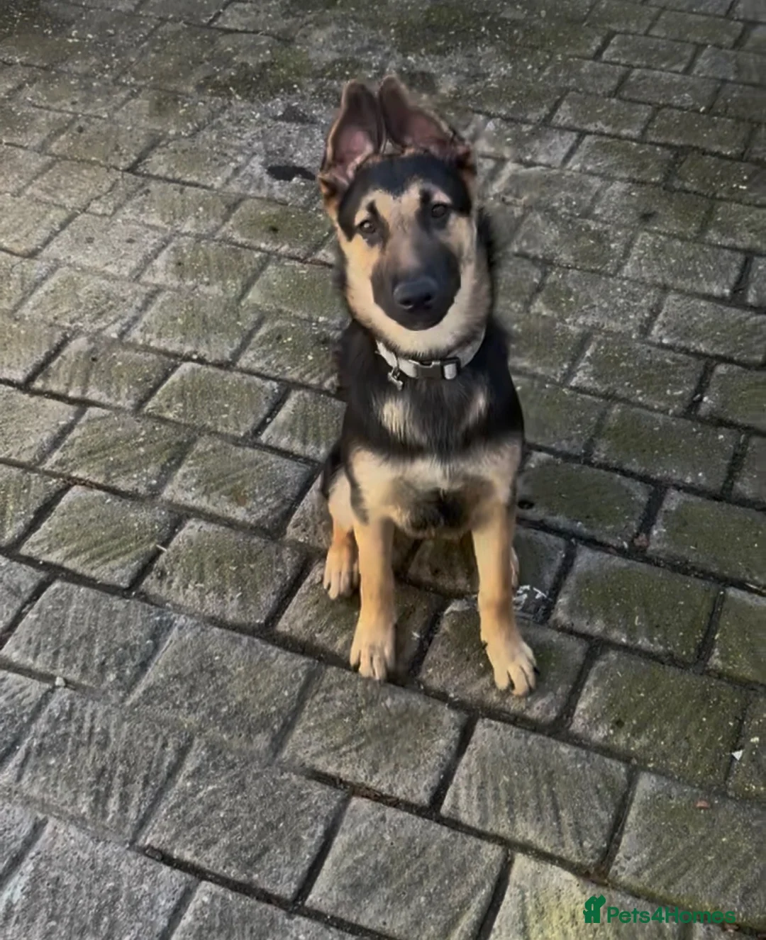 German Shepherd dogs for sale: 6 month old German Shepard  - Advert 3