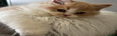 British Longhair Cream & White Girl RESERVED