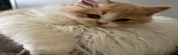 British Longhair cats for sale: **Only 2 Remaining! GCCF British LH/SH Kittens ** - Advert 16