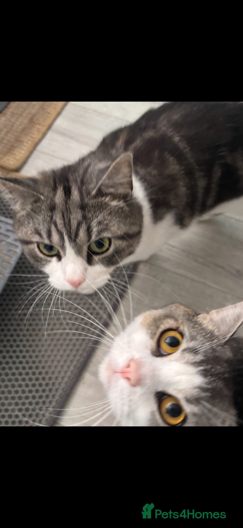 British Shorthair cats Bonded brothers looking for new home - Advert 1