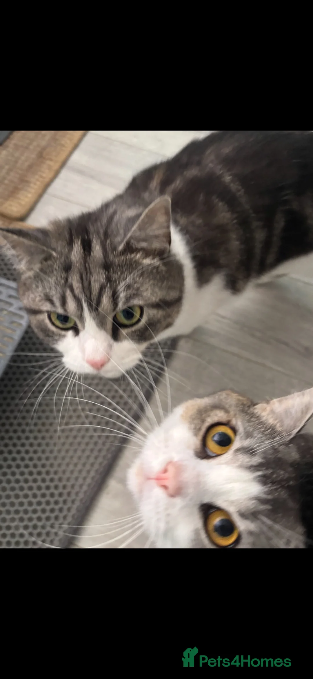 British Shorthair cats for sale: Bonded brothers looking for new home - Advert 1