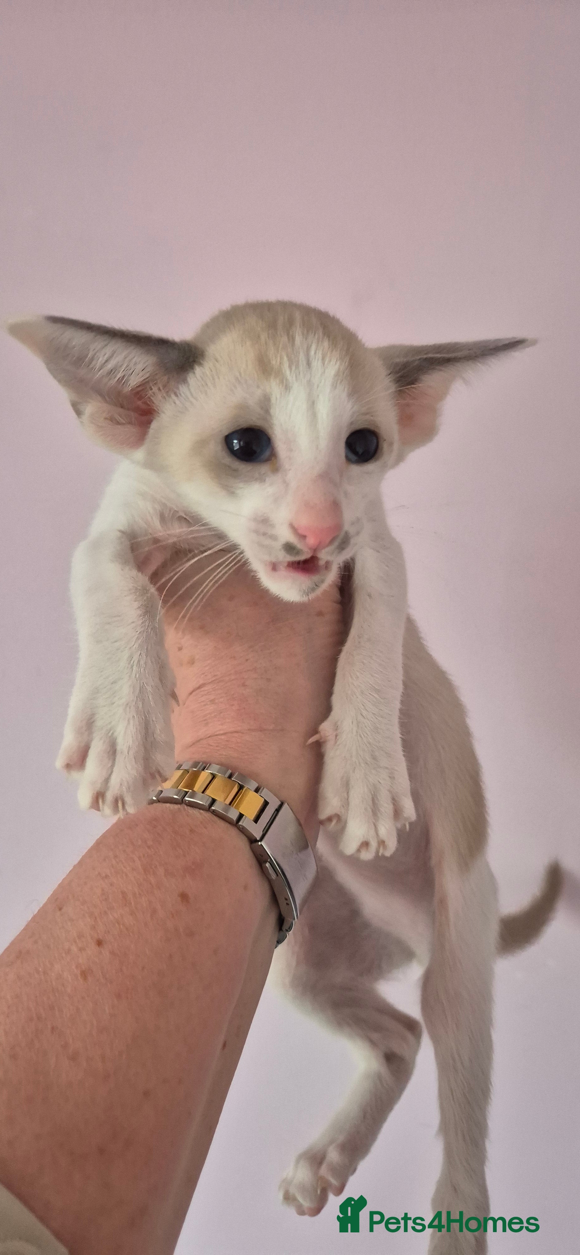 Oriental cats Oriental Bi Colours - Advert 5