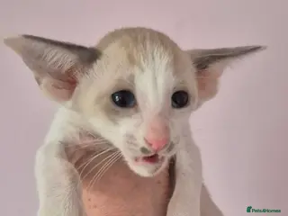 Oriental cats Oriental Bi Colours - Advert 5