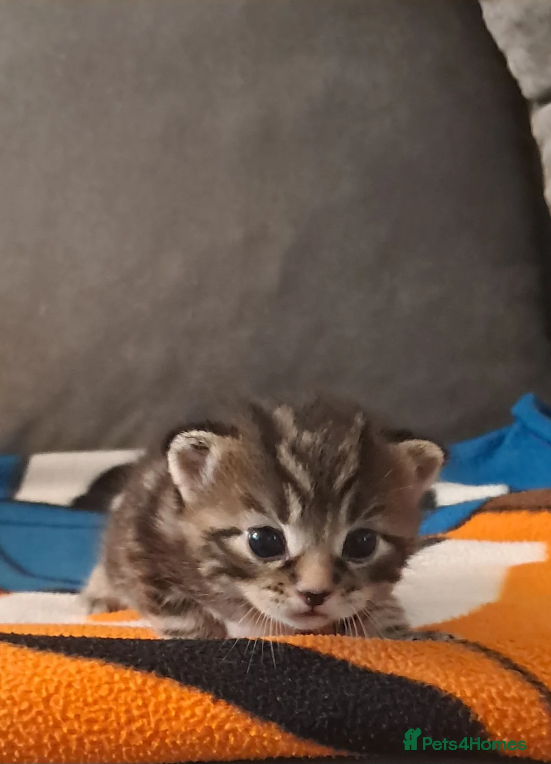 Mixed Breed cats for sale: Gorgeous boy kittens  in Leeds - Advert 8