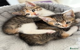 Mixed Breed cats for sale: 🐾 Adorable Kittens Looking for Loving Homes! 🐾 - Image 29