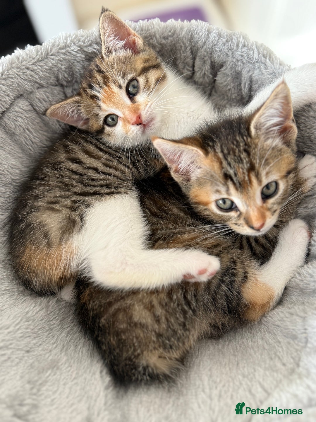 Mixed Breed cats for sale: 🐾 Adorable Kittens Looking for Loving Homes! 🐾 - Image 29