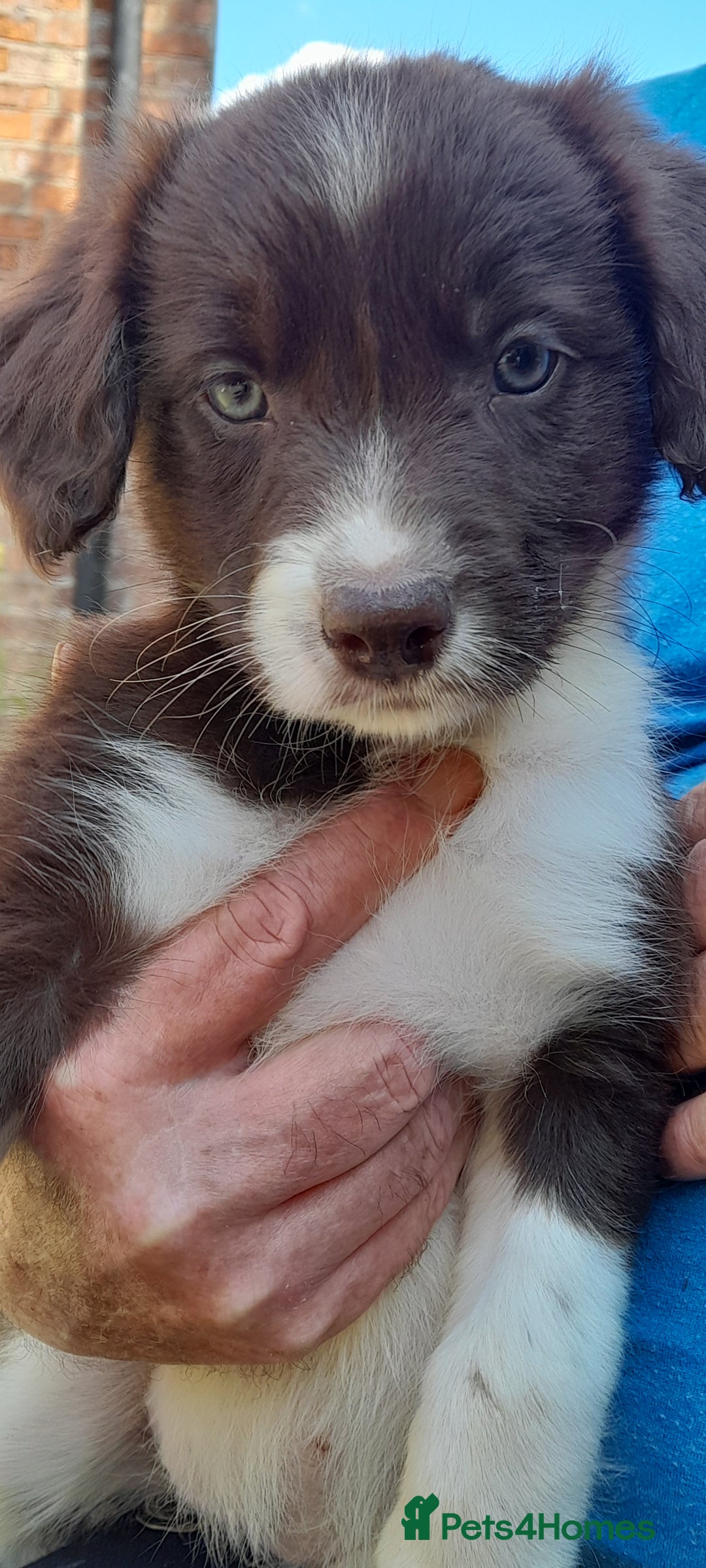 Sprollie dogs for sale: Border Collie x Springer Spaniel pups - Image 6