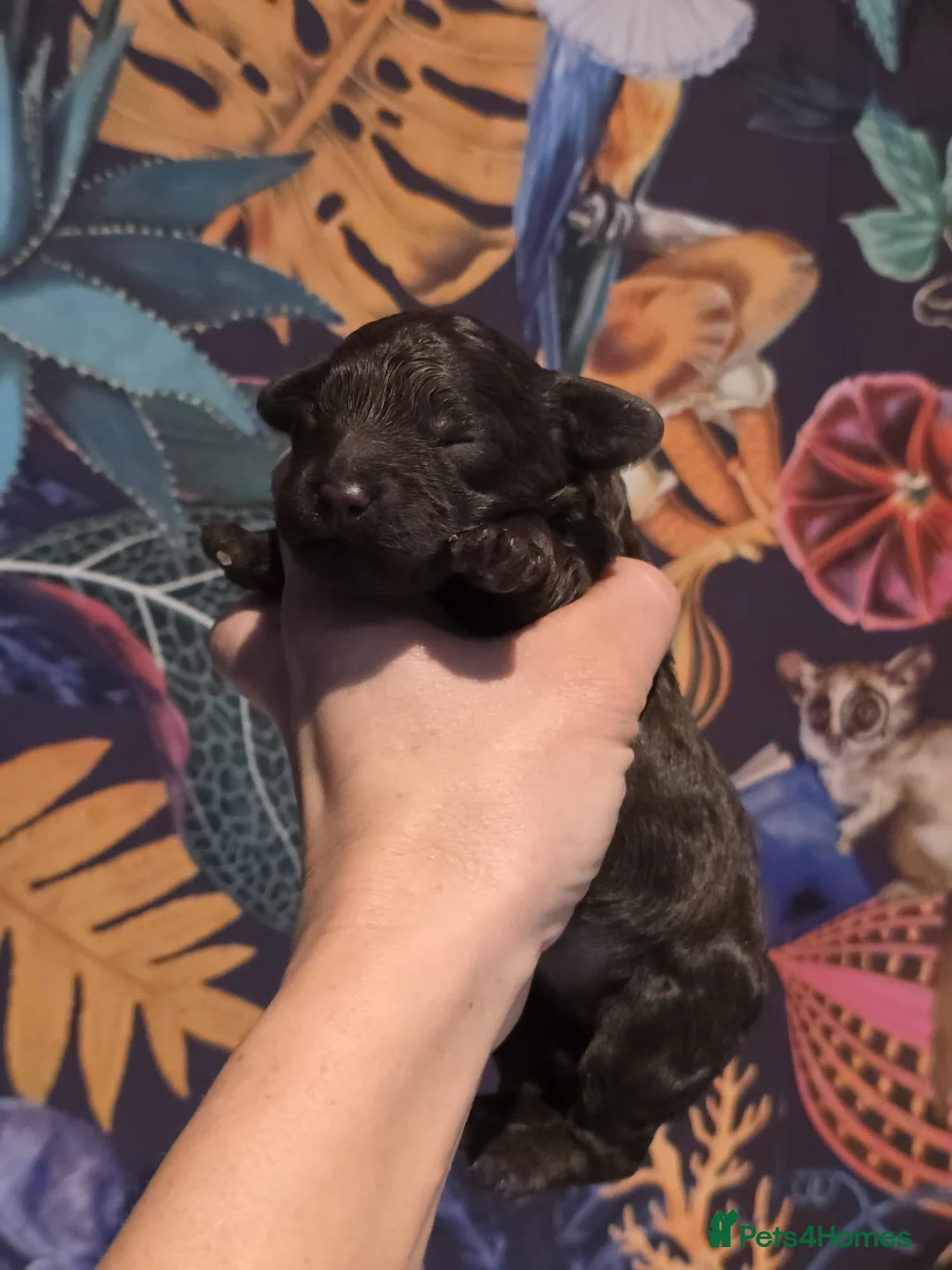 Cavapoo dogs for sale: Cavapoo - Advert 3