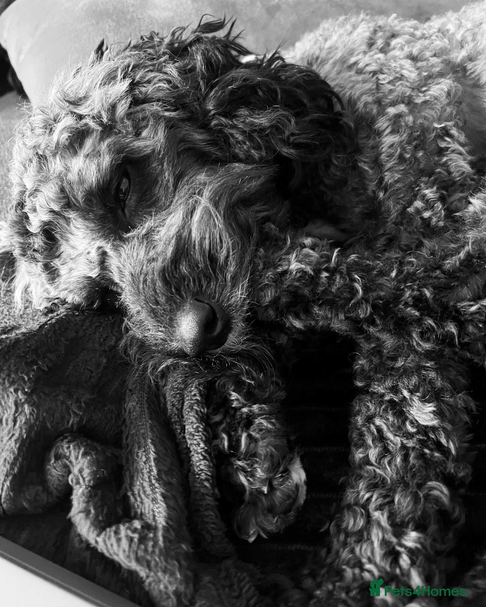 Cockapoo dogs Pups Due 25th-31st March to Gorgeous Mum And Dad - Advert 16